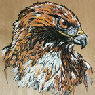 TheHurriedHawk