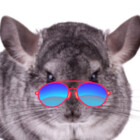 chillchinchilla
