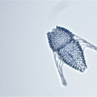 MicrocosmFilm