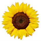 FlowerSeedsArt