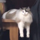 archielm