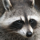 RaccoonArtist