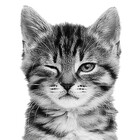 Winking-Kitten