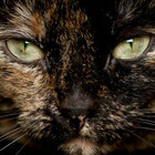 Tortitude394