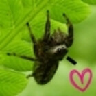 cnmnnaturalist