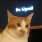 nekomatakon