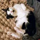 Dougie-3-Legs