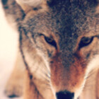 curiocoyote