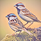 LittleSparrow12