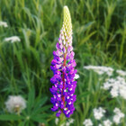 Maria-Dreaming