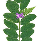 MishMashRoom