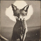 Dusty-BlackFox