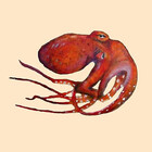 Oilctopus