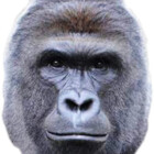istealmemes
