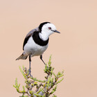 BirdsofMelb