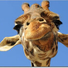 Peskygiraffe