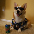 AmCoolDoggoBork