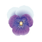 AurelianViolet