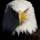 SimplEagle