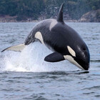 iloveorcas123