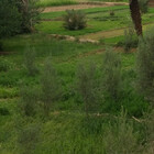 azzouzouary
