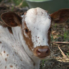 IsbellLonghorns