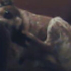 mrbabies-