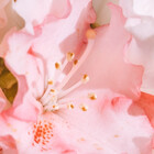 lilacrosegarden