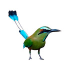 LindosPajaros