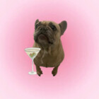 pinkmartinii