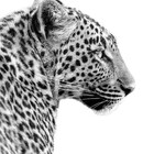 zaaraakhtar