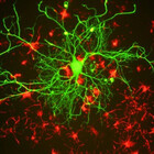 neuronbynature