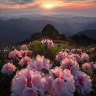 Mariflowers