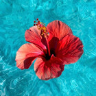 Caribbean-Art
