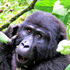ugandatrips