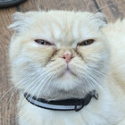 Prettykitty420
