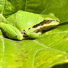 sheldoni