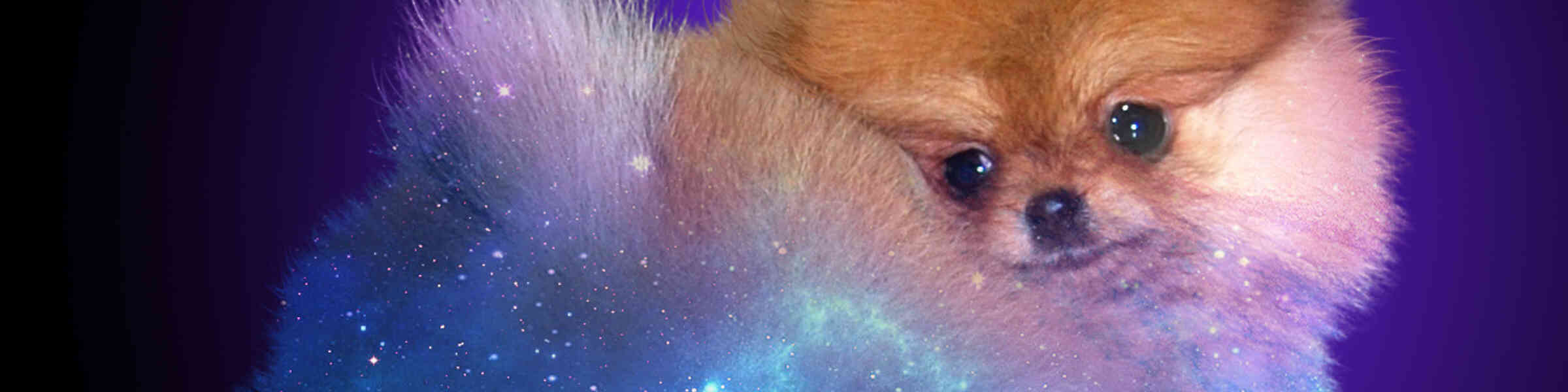 Banner des Künstlershops