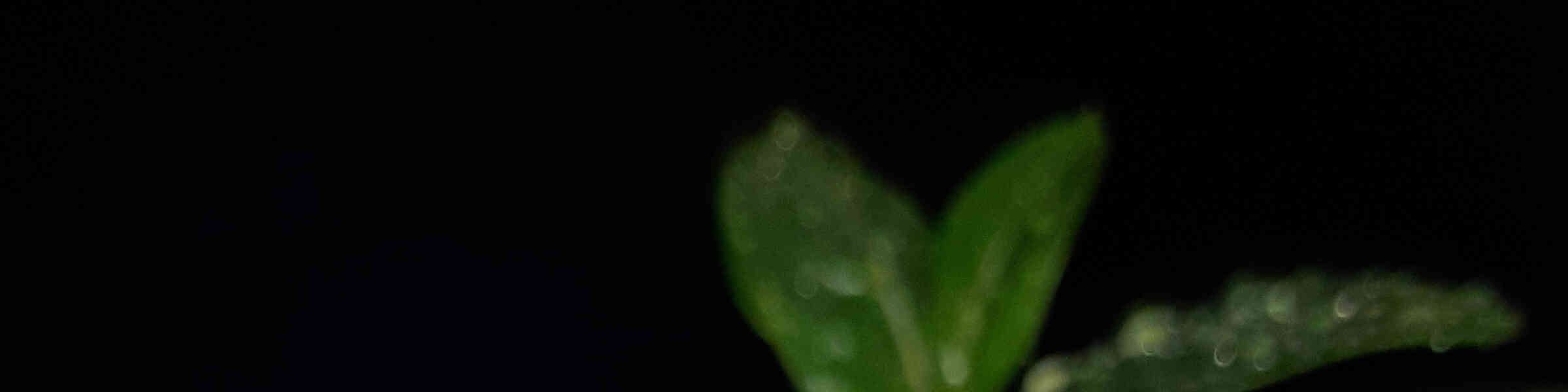 Redbubble banner for @Ticks