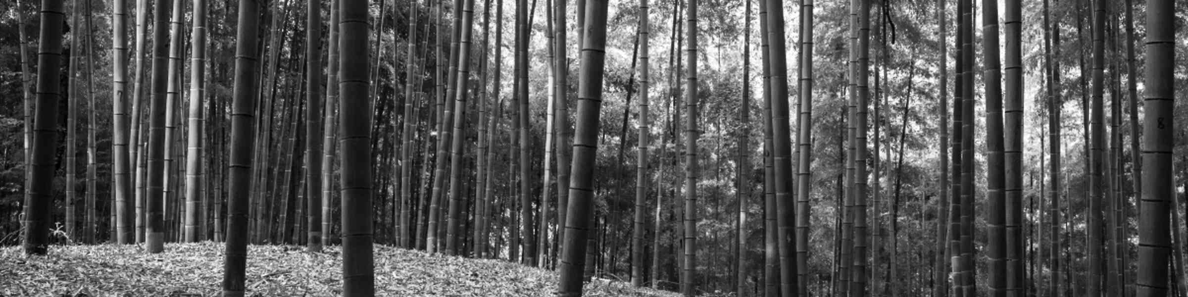 Redbubble banner for @PsychoAnalysis