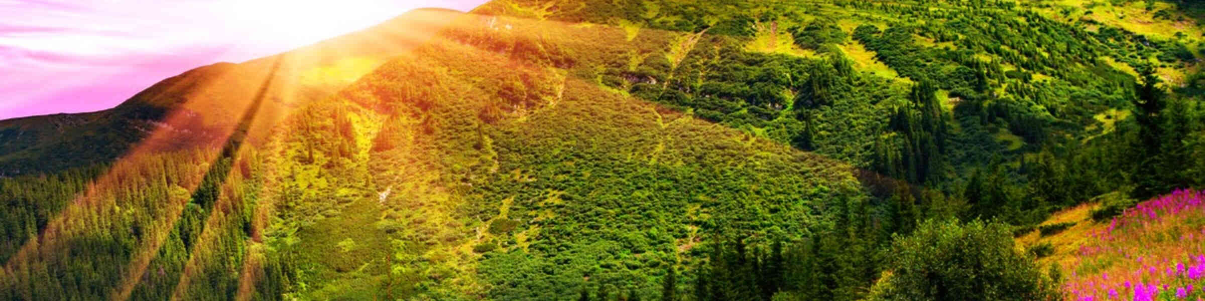 Banner des Künstlershops