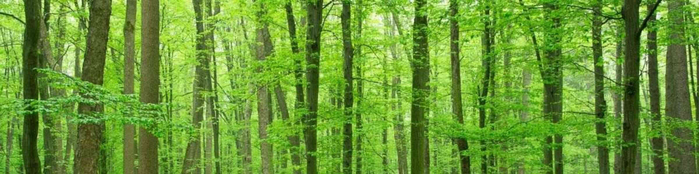 Banner des Künstlershops