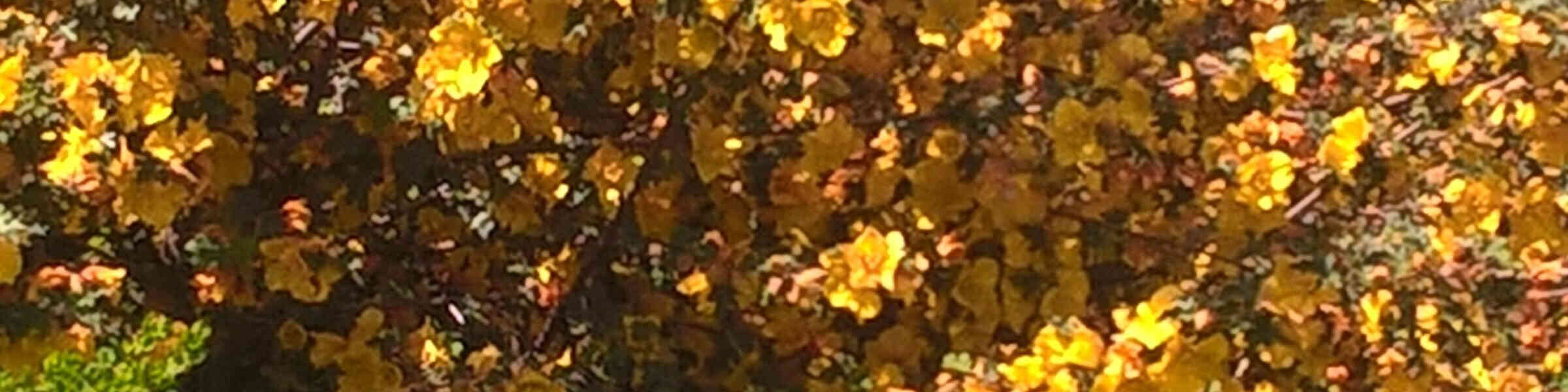 Imagen de portada de la tienda del artista
