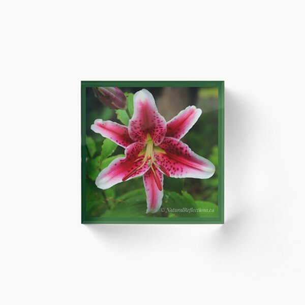 Lilly's Stargazer Acrylic Block