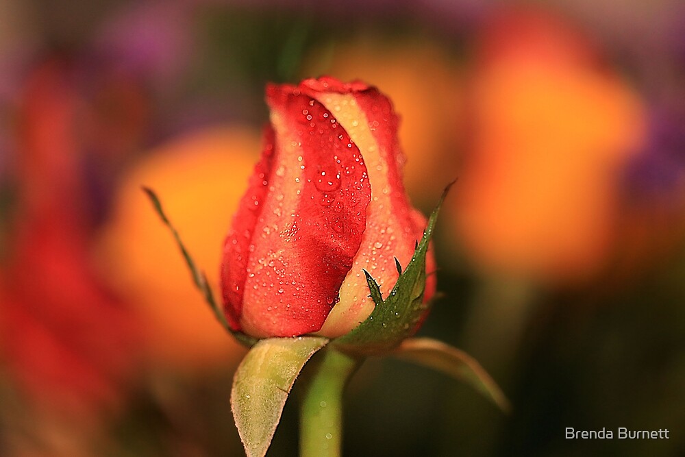 "Rose Delight" by Brenda Redbubble