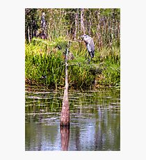 Perched Photographic Print