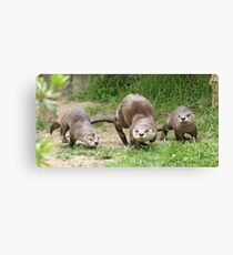 Otters together Canvas Print