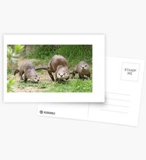Otters together Postcards