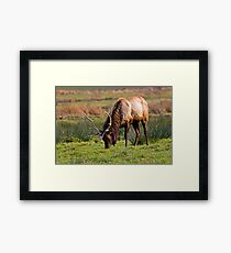 Bull Elk Grazing Framed Print