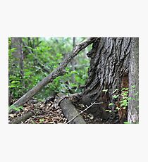 Branches At The Foot Of The Tree Photographic Print